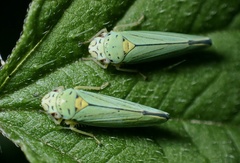 Graphocephala atropunctata