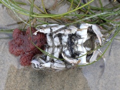 Blepharipoda occidentalis