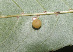 Caryomyia leviglobus