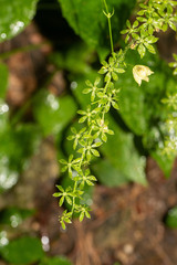 Veratrum parviflorum