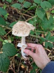 Chlorophyllum olivieri