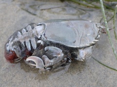 Blepharipoda occidentalis