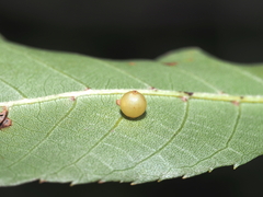 Caryomyia leviglobus