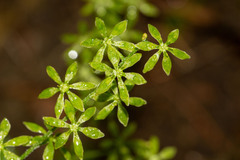 Veratrum parviflorum
