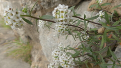Lobularia maritima