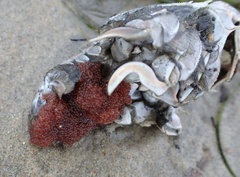 Blepharipoda occidentalis