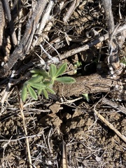 Lupinus formosus