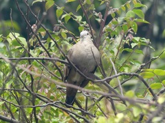 Columbina talpacoti