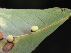 Caryomyia persicoides