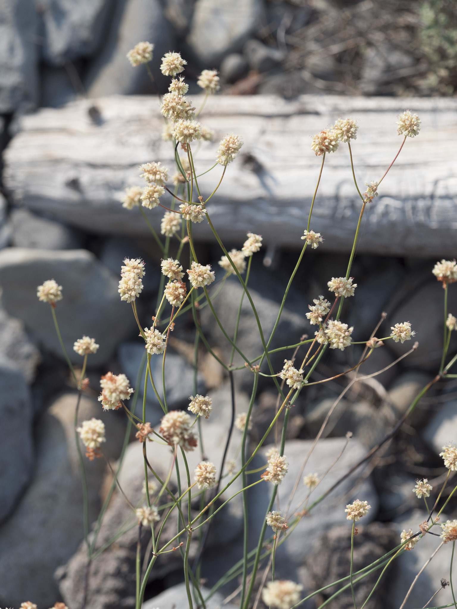 Eriogonum nudum var. pubiflorum