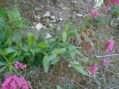 Centranthus ruber