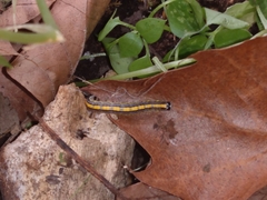 Epipaschia superatalis