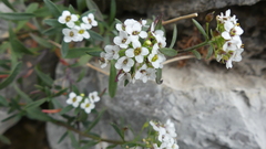 Lobularia maritima