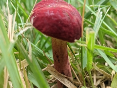 Hortiboletus