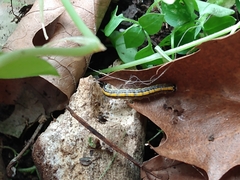 Epipaschia superatalis