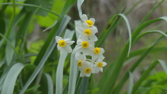 Narcissus tazetta tazetta