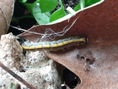 Epipaschia superatalis