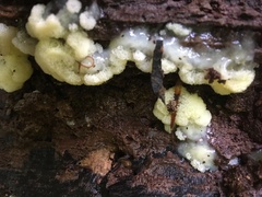 Ceratiomyxa