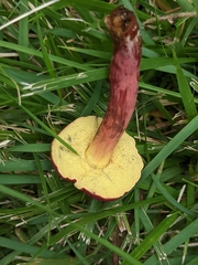 Hortiboletus