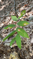 Uvularia sessilifolia