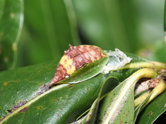 Prolimacodes badia