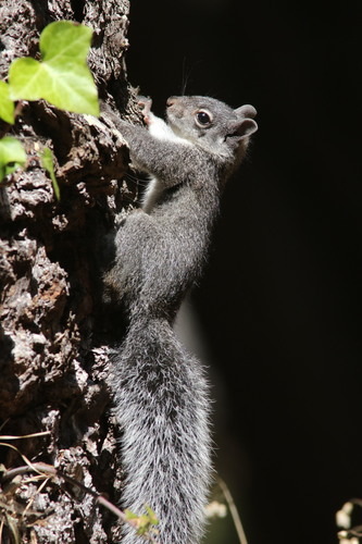 Western Gray Squirrel (Sciurus griseus), a species recorded in Oregon