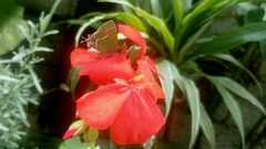 Callophrys xami xami