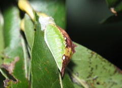 Prolimacodes badia