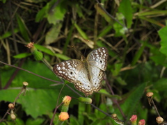 Anartia jatrophae