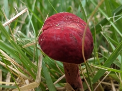 Hortiboletus