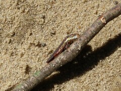 Paraulacizes irrorata