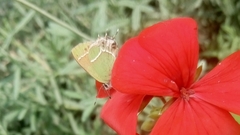 Callophrys xami xami