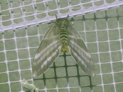 Saturniidae