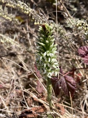 Platanthera elegans elegans