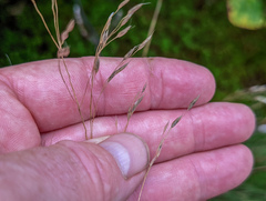 Avenella flexuosa