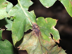 Melikaiella tumifica