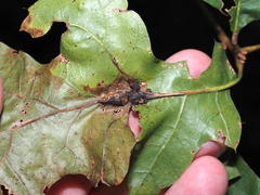 Melikaiella tumifica