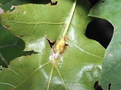 Melikaiella tumifica