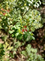 Sedum oxypetalum