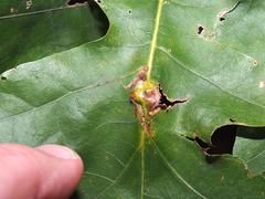 Melikaiella tumifica