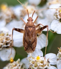 Phytocoris