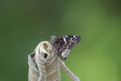Eudaminae