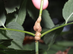 Neolasioptera pierrei