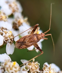 Phytocoris
