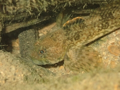 Cottus