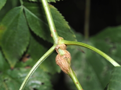 Neolasioptera pierrei