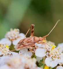 Phytocoris