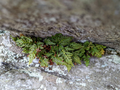 Asplenium montanum