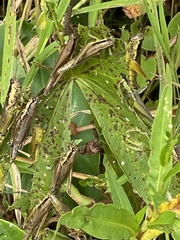 Paroxya