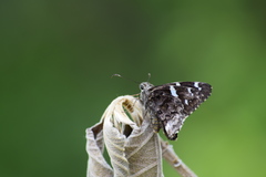 Eudaminae